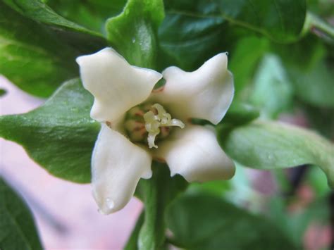 Diospyros kaki in May | Arboles frutales, Frutales, Arboles