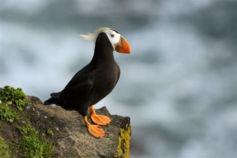 Tufted Puffin - St. Paul Island Tour