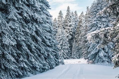 Snow Covered Pine Trees · Free Stock Photo