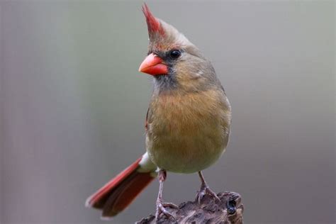 Pictures of State Birds - Complete 50 Photo Gallery | State birds, Pet ...