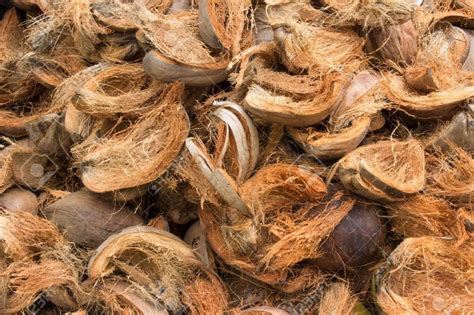 Coconut Husks are Best Alternatives to Wood – Bioplastics News