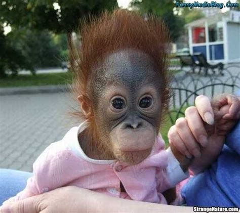 Funny Animals: Cute Funny Monkey Pictures