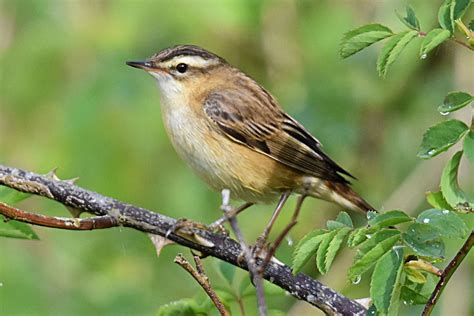 Sedge Warbler by Fausto Riccioni - BirdGuides