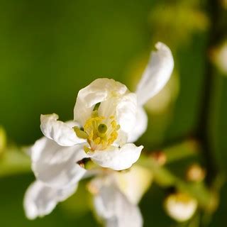 White Flower | Walkinig in University Parks (permitted one f… | Flickr