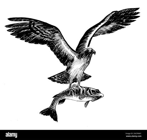 Flying eagle with a fish. Ink black and white drawing Stock Photo - Alamy