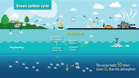 😍 Carbon cycle simple explanation. Explain carbon cycle with the help ...