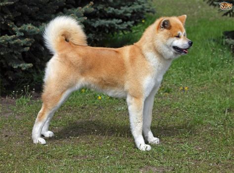 Japanese Akita Inu Dog Breed | Facts, Highlights & Buying Advice ...