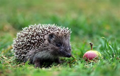 Wallpaper forest, animals, summer, nature, glade, Apple, the evening, walk, lawn, hedgehog ...