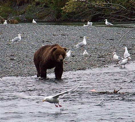 Russian River in Kodiak, Alaska... I just love this picture! (photo by ...