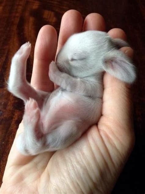 40 Adorable Pictures of Baby Animals just Born