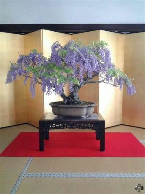 Wisteria bosai | Bonsai, Bonsai garden, Wisteria bonsai