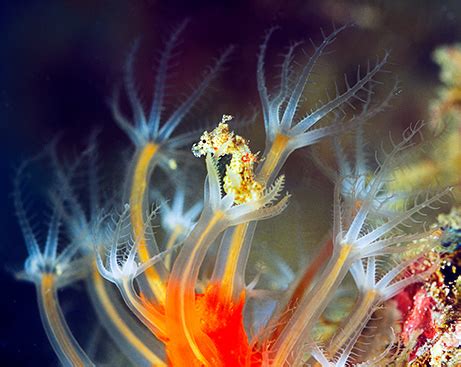 The World's Smallest Seahorse - Satomi's Pygmy Seahorse