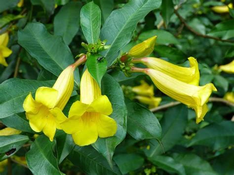 Allamanda Neriifolia rare golden trumpet shrub flowering bush vine seed ...