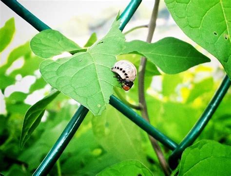 Leaf Beetle Larva - What's That Bug?