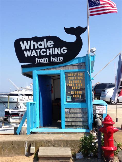 Provincetown Whale Watch at 12:00 every day! | Whale watching, Summer ...