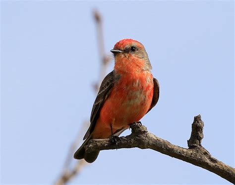 Vermilion Flycatcher | Audubon Field Guide