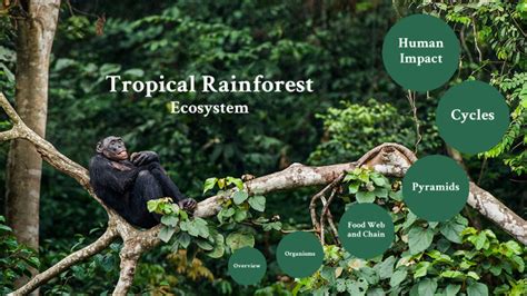 Tropical Rainforest Ecosystem by Norah Gerritsen on Prezi