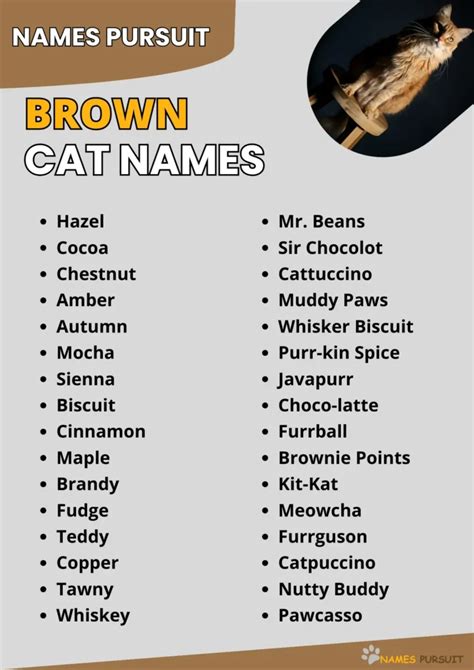 570+ Brown Cat Names [Creative Naming Guide]