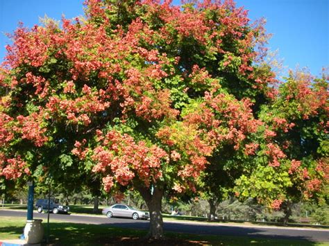 Koelreuteria elegans - Chinese Rain Tree, Flame Tree : Grows on You