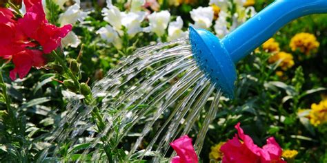 Who is watering your flowers? - CUInsight