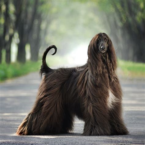 The 40 Best Large Dog Breeds for People Who Want Impressive Pets - Pets Lovers