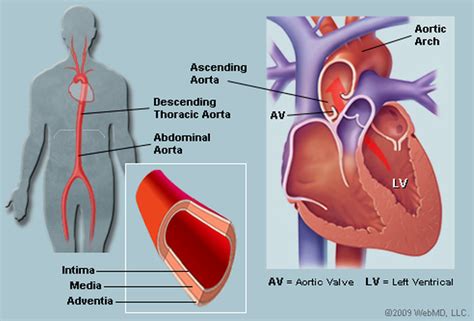 aorta/aortic arch/ascending aorta/intima media adventitia – Guddu Panwar