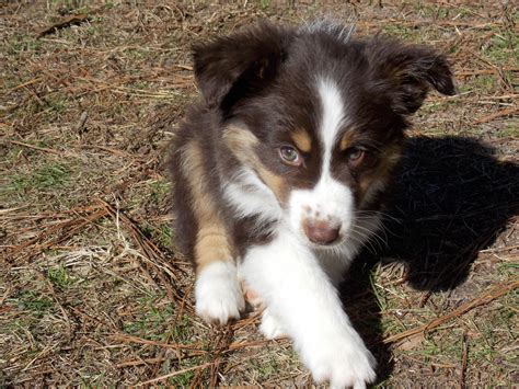 "cola" our miniature Australian shepherd red tri male