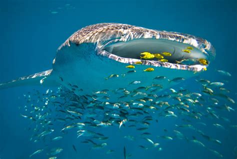 6 Things to Know about the Whale Sharks at Ningaloo Reef