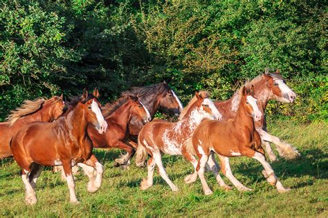 Our Clydesdales | Clydesdale Outpost