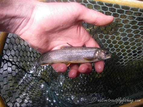 Native Trout Fly Fishing: Southern Dolly Varden