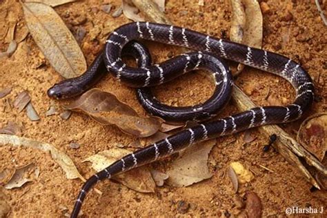 Common Krait The Monster Snake In India ~ planetanimalzone