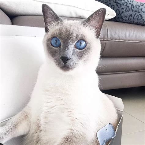 8 Cute Pictures of Siamese Cats | Siamese cats, Pretty cats, Cute cats