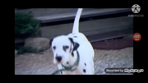 baby first safari scrapbook dog 🐕 - YouTube