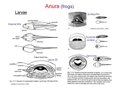 Any additional information about ecomorphology of tadpoles?