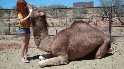 Wednesday Camel GIF - Find & Share on GIPHY