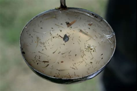 What Makes Stagnant Water a Breeding Ground for Infected Mosquitoes