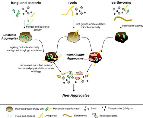 Biological mechanisms of soil aggregate formation and turnover ...