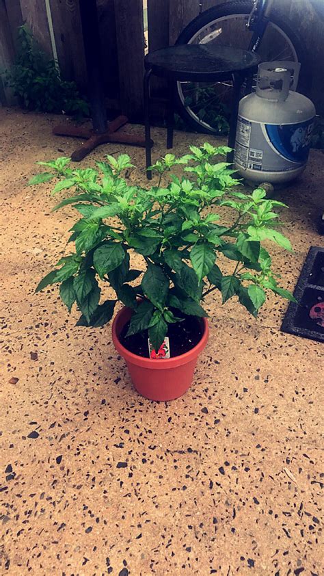 Carolina Reaper plant (1st year). Baby peppers forming and lots of buds. : r/Peppers