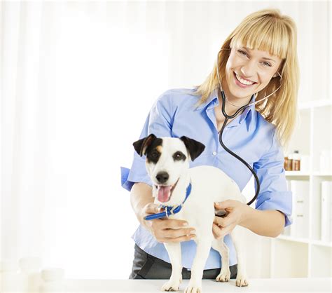 Small Animal Veterinary Surgery in Rio Rancho