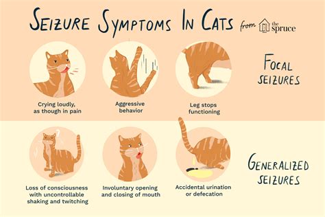 Seizures in Cats: Symptoms, Causes, and Treatment