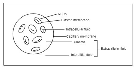 Interstitial Fluid Compartments & Pressure | Overview & Examples ...