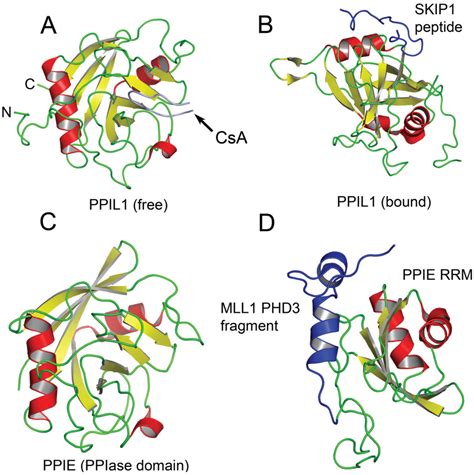 Biomolecules | Special Issue : RNA-Binding Proteins—Structure, Function, Networks and Disease