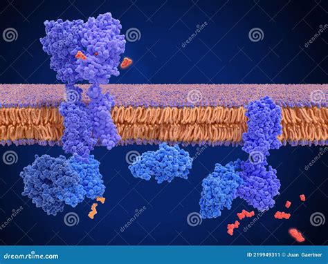 Activation of the GABA B Receptor by an Agonist Leads To a CAMP Signal ...