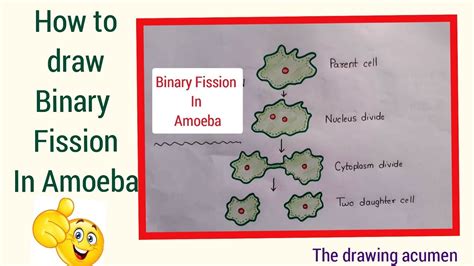 How to draw the diagram of Binary Fission in Amoeba easily !!! - YouTube