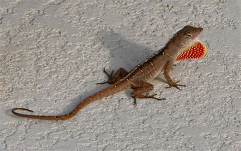 Brown Anole - Facts, Habitat and Pictures