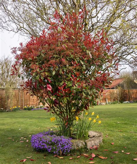 Best trees for small gardens: 11 top picks for less-than-large plots ...