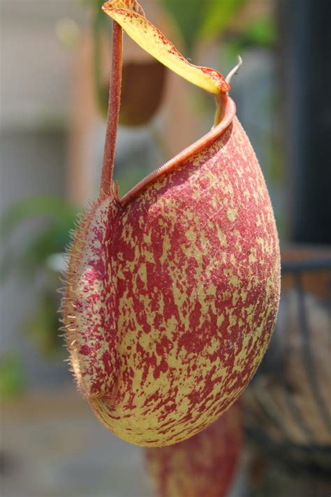 Tim in Thailand : Tropical Pitcher plants