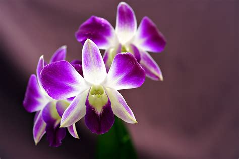 Orchid Flower Violet - Free photo on Pixabay - Pixabay