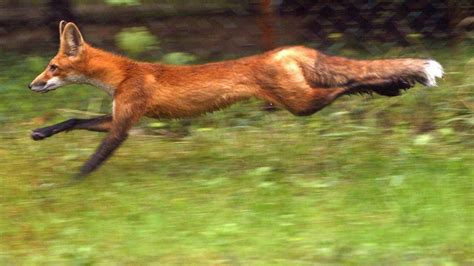 FILE - A red fox is seen scurrying through a forest preserve on Aug. 22 ...