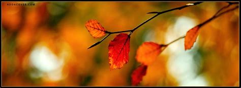 Facebook Cover Photo Fall Leaves - facebook cover gaming maker